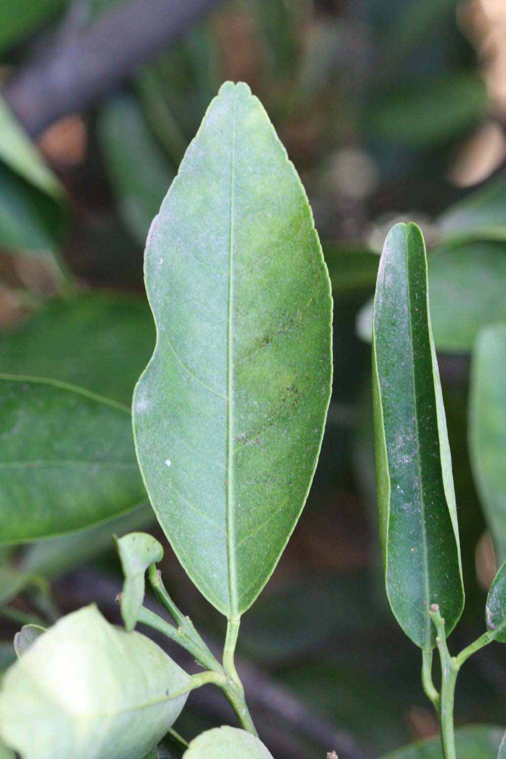              Unifoliolate leaf (Riverside, CA)       